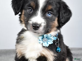 Miniature Australian Shepherd dogs Rhoda - Ad 1