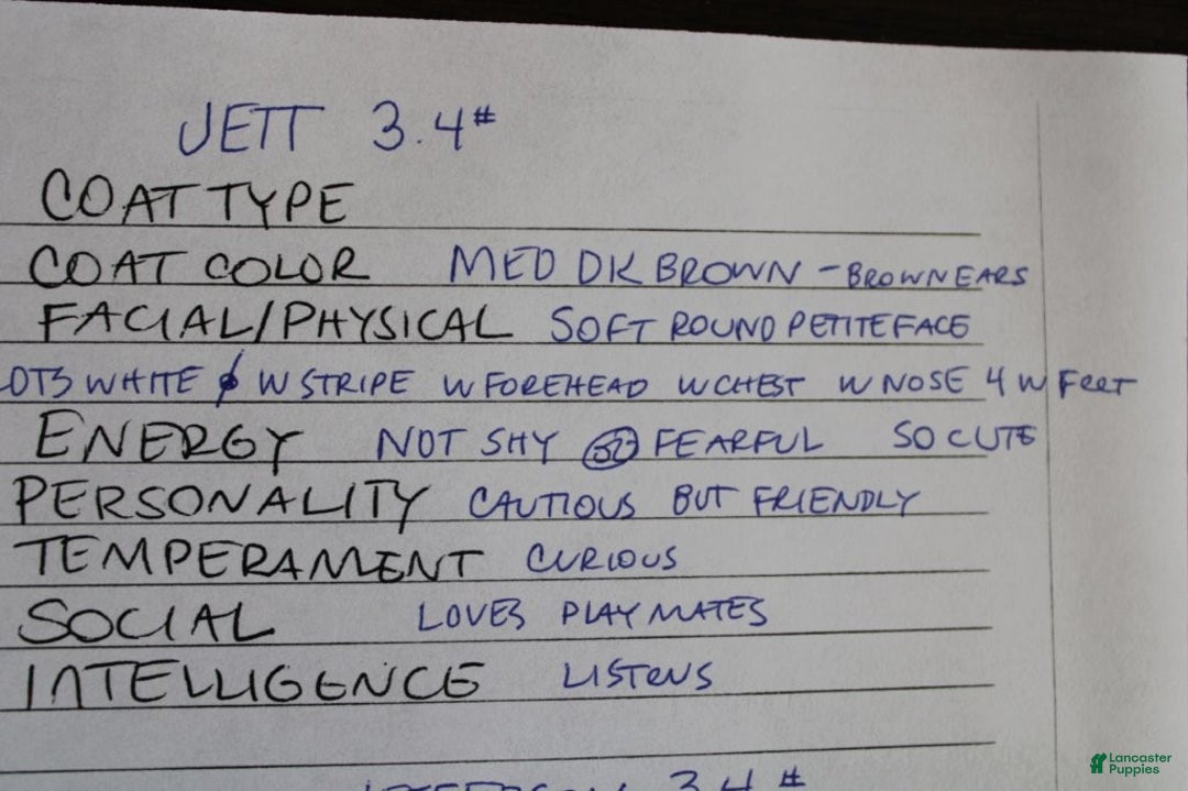 Mixed Breed dogs for sale: CAVA-POO-CHON male - JETT - Ad 5