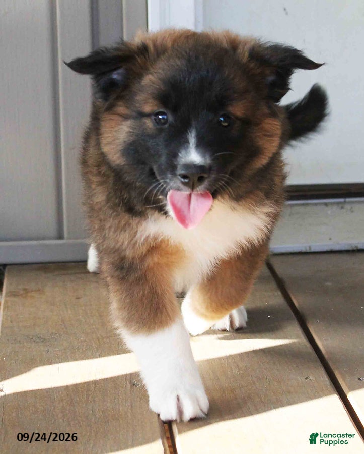 Mixed Breed dogs Carla - Ad 2