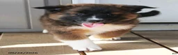 Mixed Breed dogs for sale: Carla - Ad 2