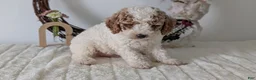 Miniature Poodle dogs for sale: Saint - Ad 5