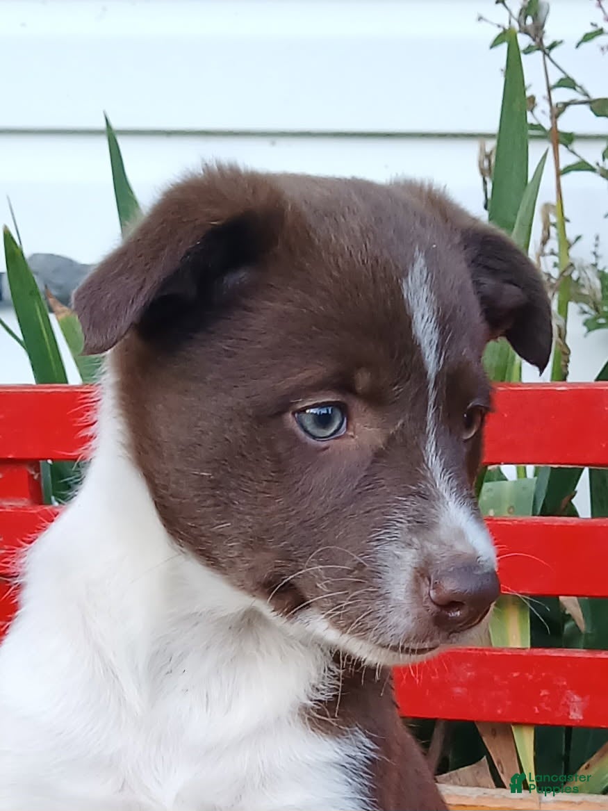 Border Collie dogs Jelly - Ad 2