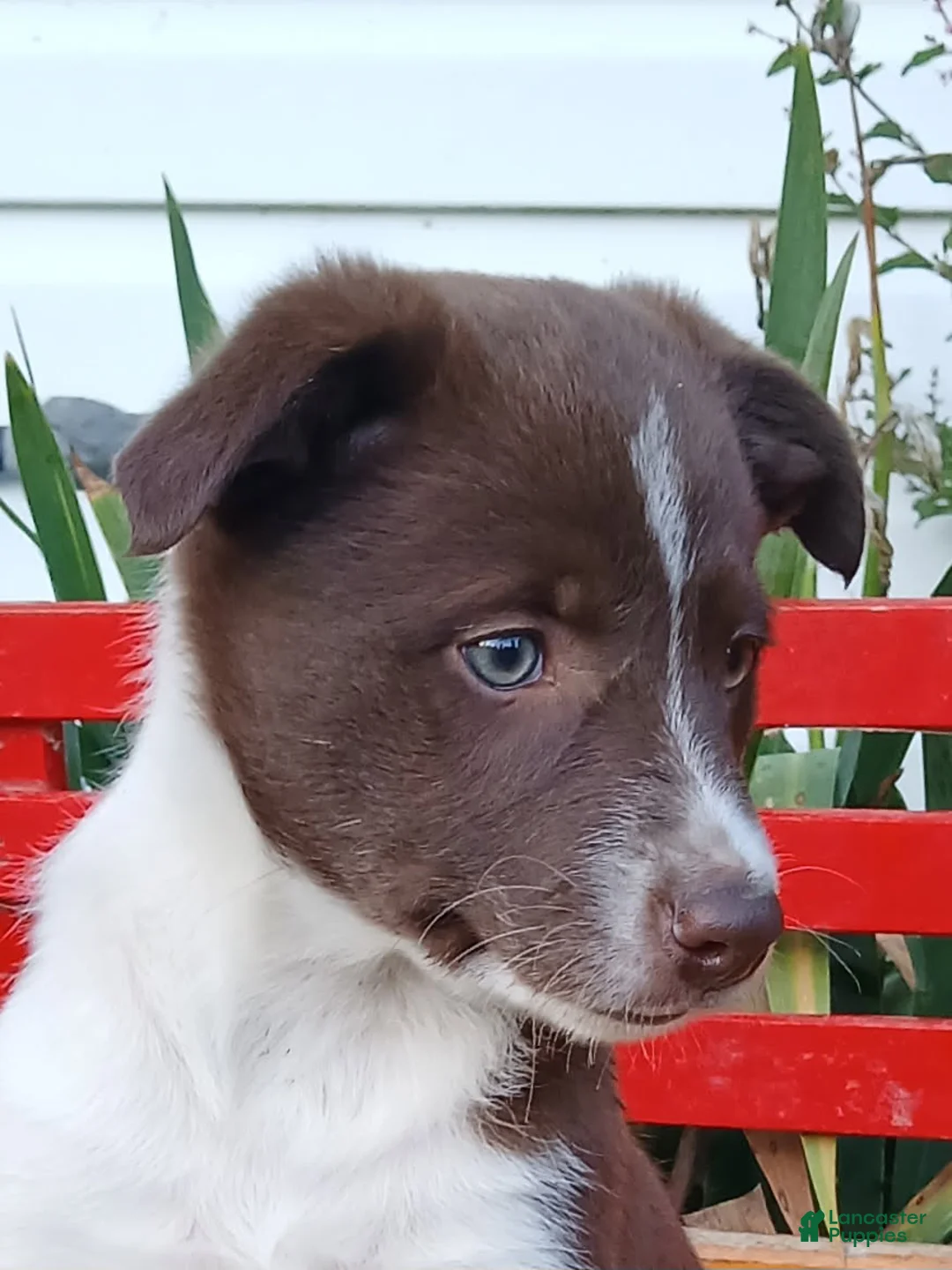 Border Collie dogs for sale: Jelly - Ad 2