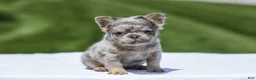 French Bulldog dogs for sale: Jewel - Ad 5