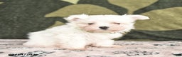 Maltese dogs for sale: Iris - Ad 2