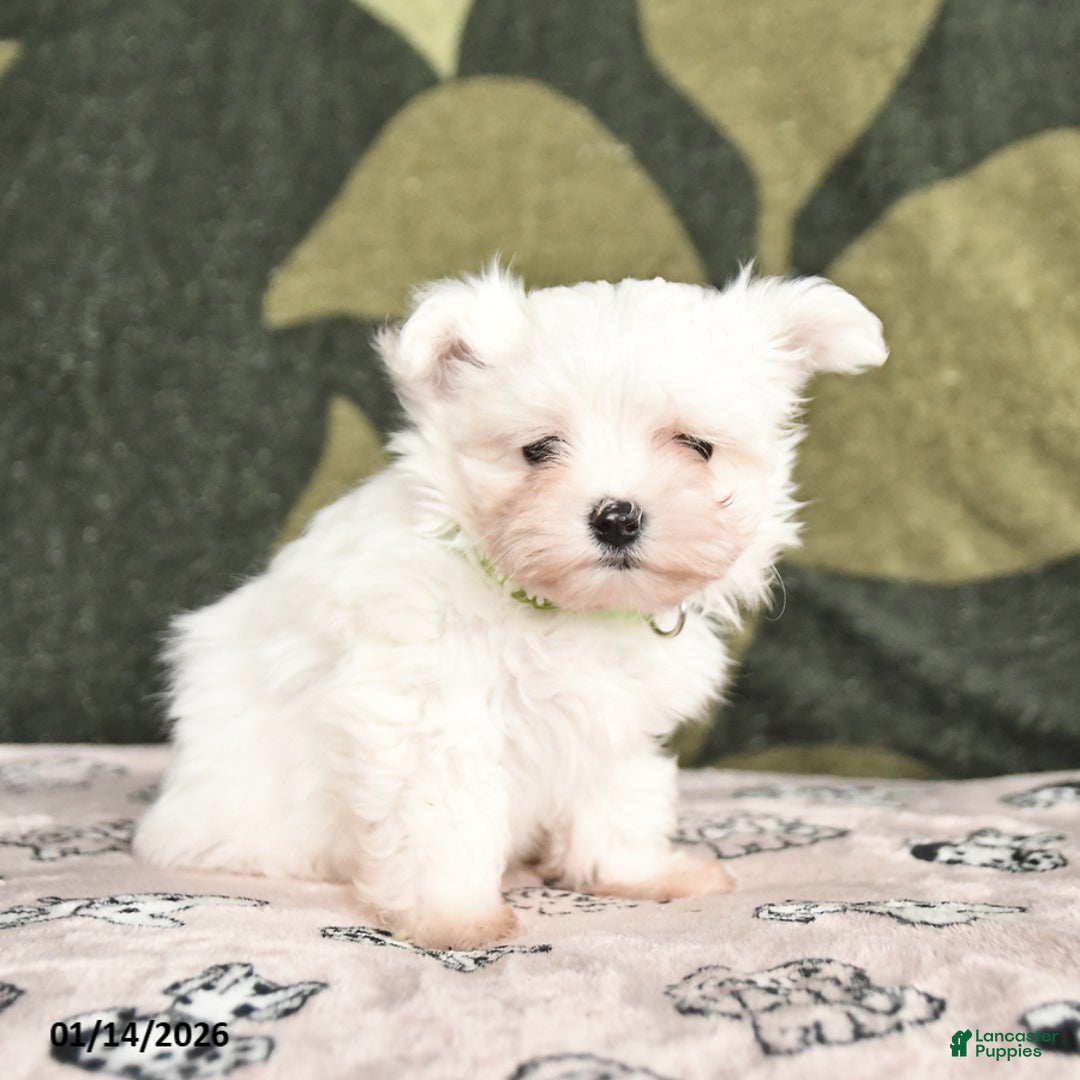 Maltese dogs for sale: Iris - Ad 2