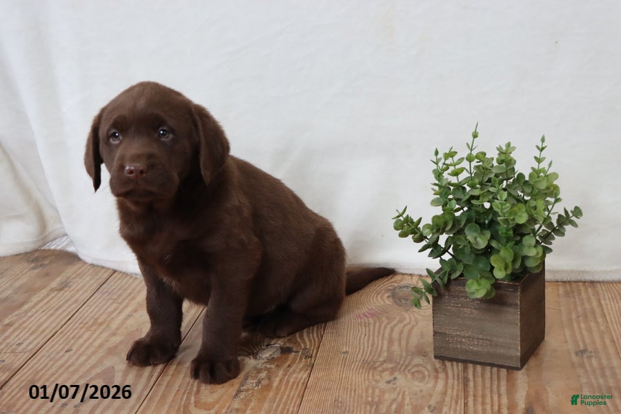 Labrador Retriever dogs Pam - Ad 5
