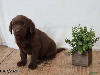 Labrador Retriever dogs Pam - Ad 5