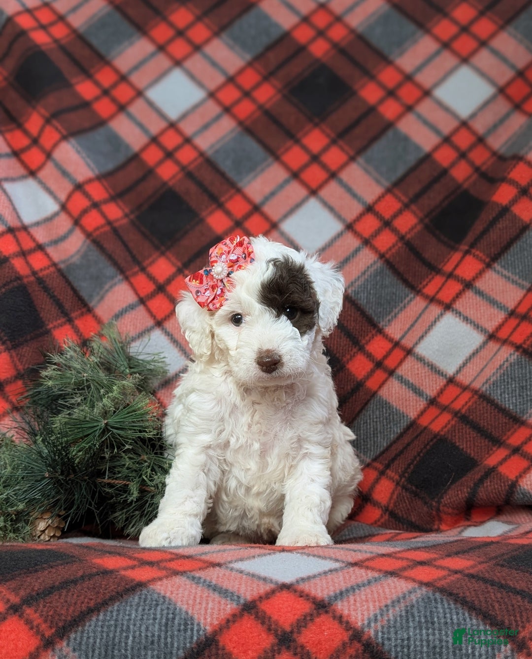 Cockapoo dogs for sale: Charise Hypoallergenic - Ad 2