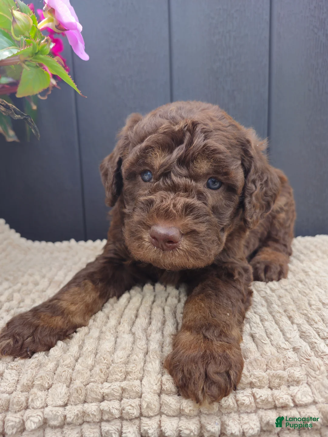 Labradoodle dogs for sale: Steal - Ad 2