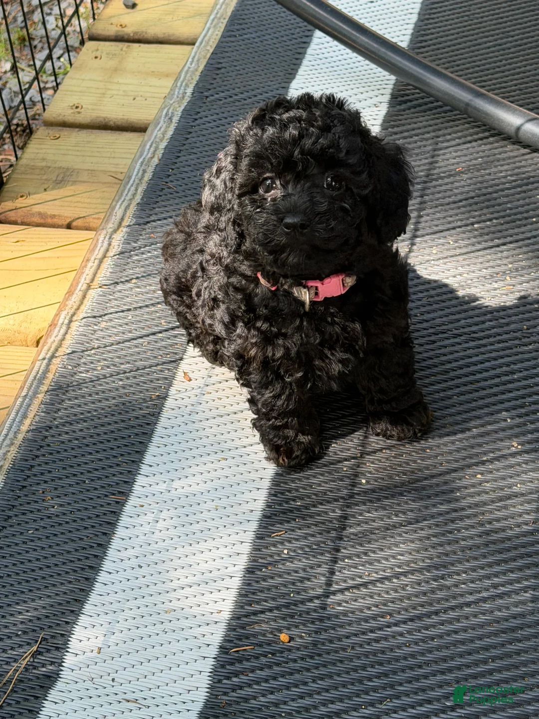 Miniature Poodle dogs for sale: Miniature Poodle Puppy 2 - Ad 2