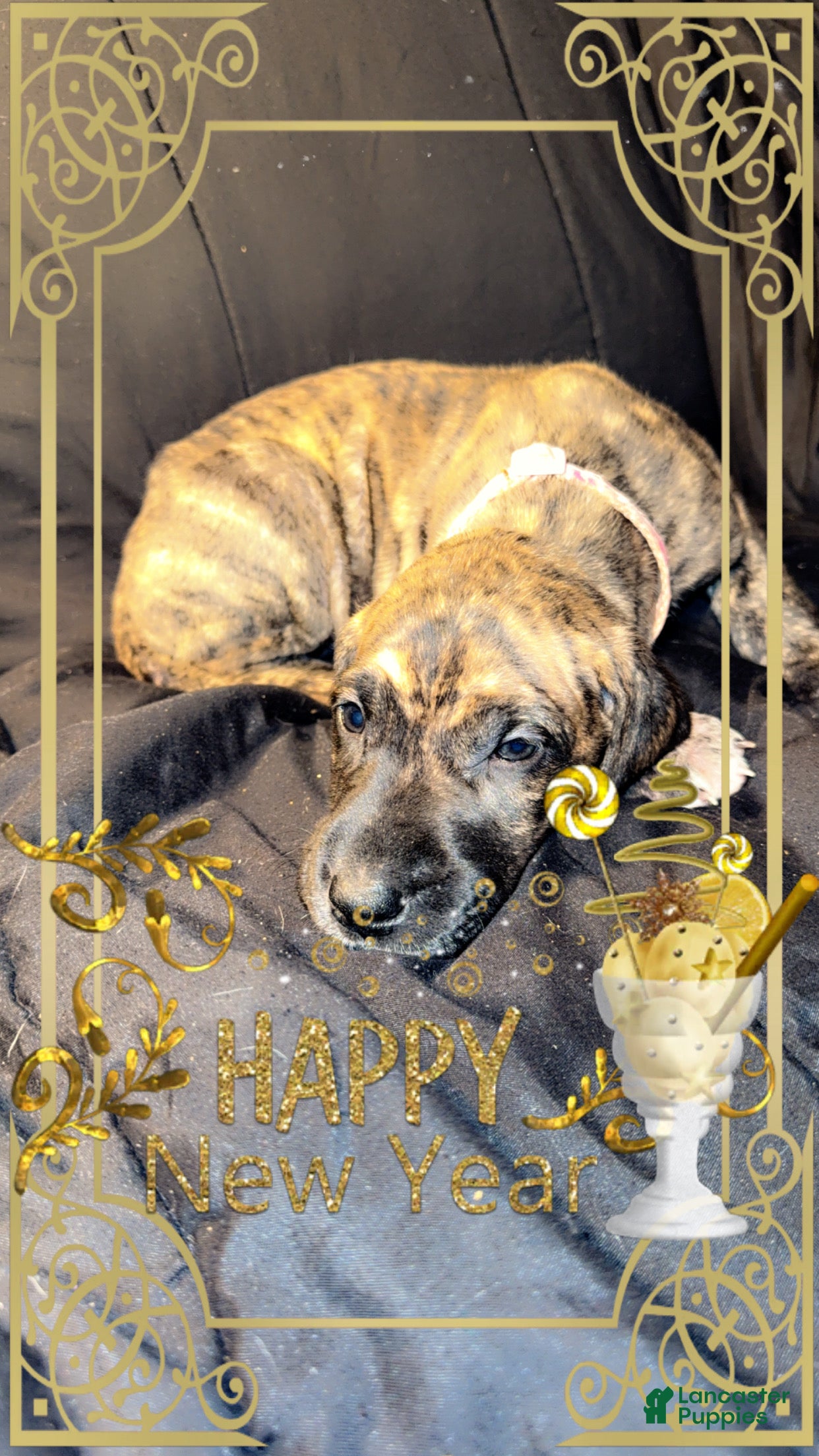 Great Dane dogs Erica - Ad 40