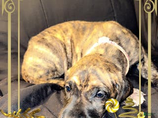 Great Dane dogs Erica - Ad 38