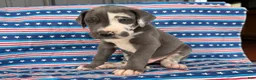 Great Dane dogs for sale: Pringles Great Dane  - Ad 3