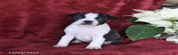 Boston Terrier dogs for sale: Brooklyn - Ad 3