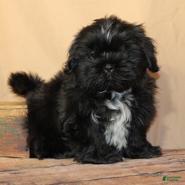 Shih Tzu dogs Blake - Ad 31