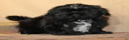 Shih Tzu dogs for sale: Blake - Ad 1
