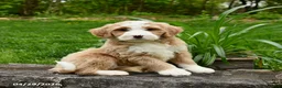Bernedoodle dogs for sale: Luke - Ad 1