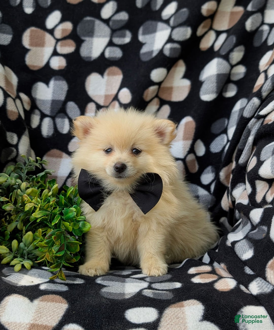 Pomeranian dogs for sale: MacDuff Genetic Testing 9 lbs Full Grown - Ad 12