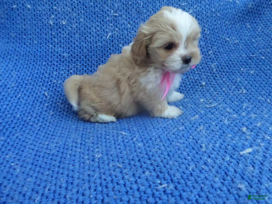 Maltipoo dogs for sale: Kora  - Ad 1