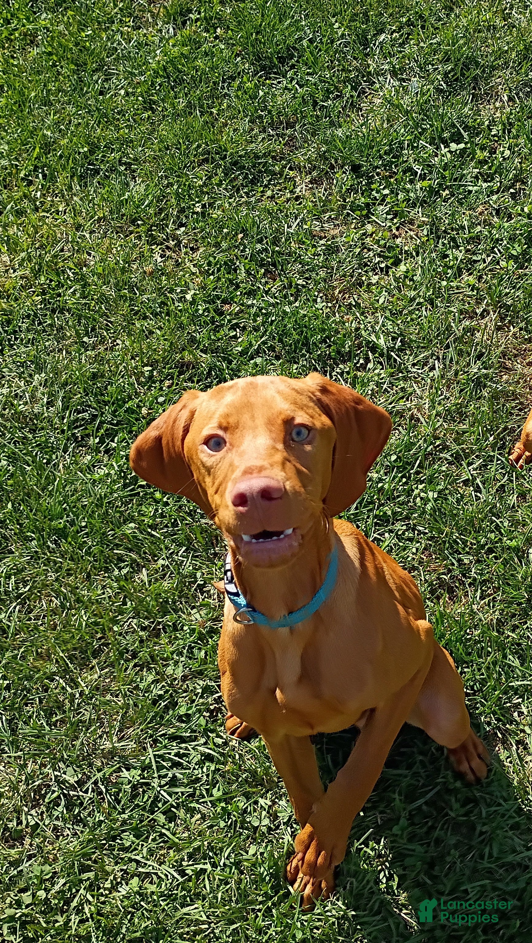 Vizsla dogs Vizsla 2 - Ad 16