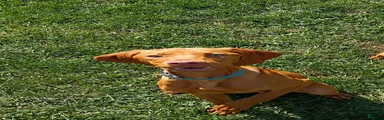 Vizsla 2