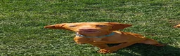 Vizsla dogs for sale: Vizsla 2 - Ad 1
