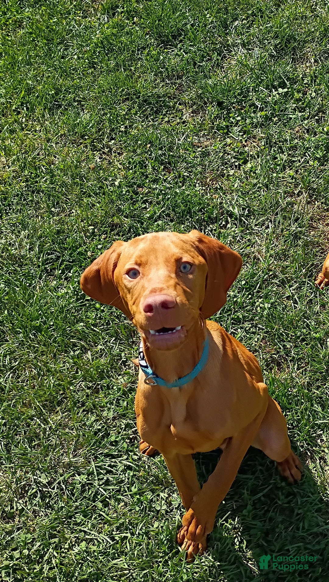Vizsla dogs for sale: Vizsla 2 - Ad 1