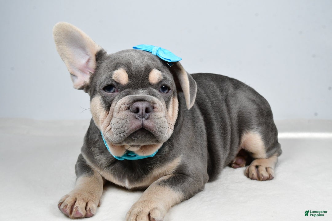 French Bulldog dogs for sale: Connor  - Ad 1