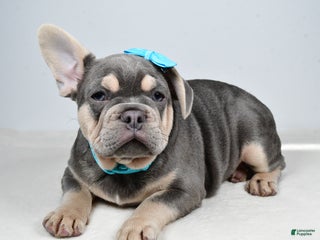French Bulldog dogs Connor - Ad 15