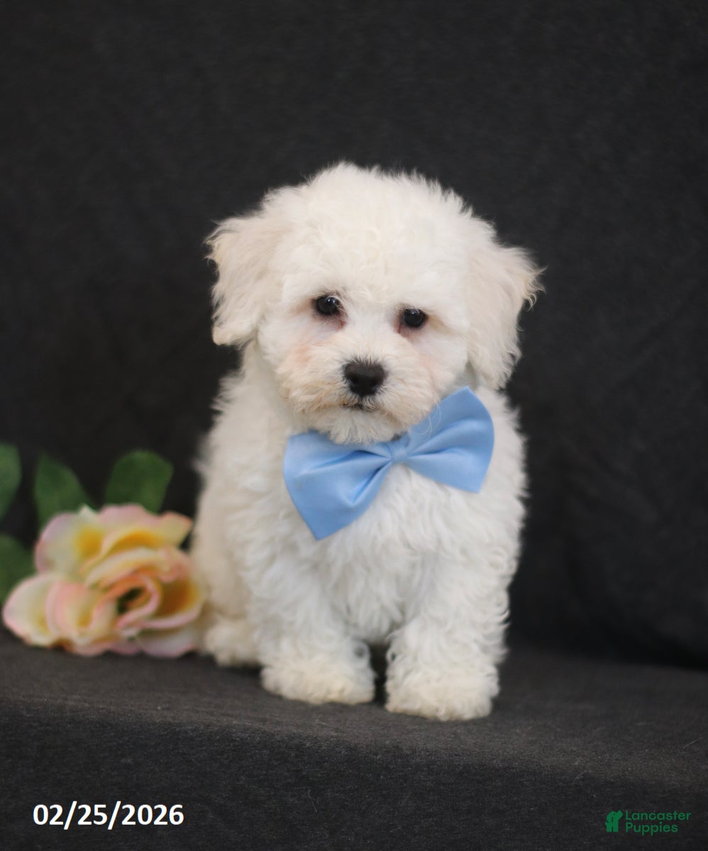 Bichon Frise dogs Ben - Ad 1
