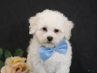 Bichon Frise dogs for sale: Ben - Ad 2