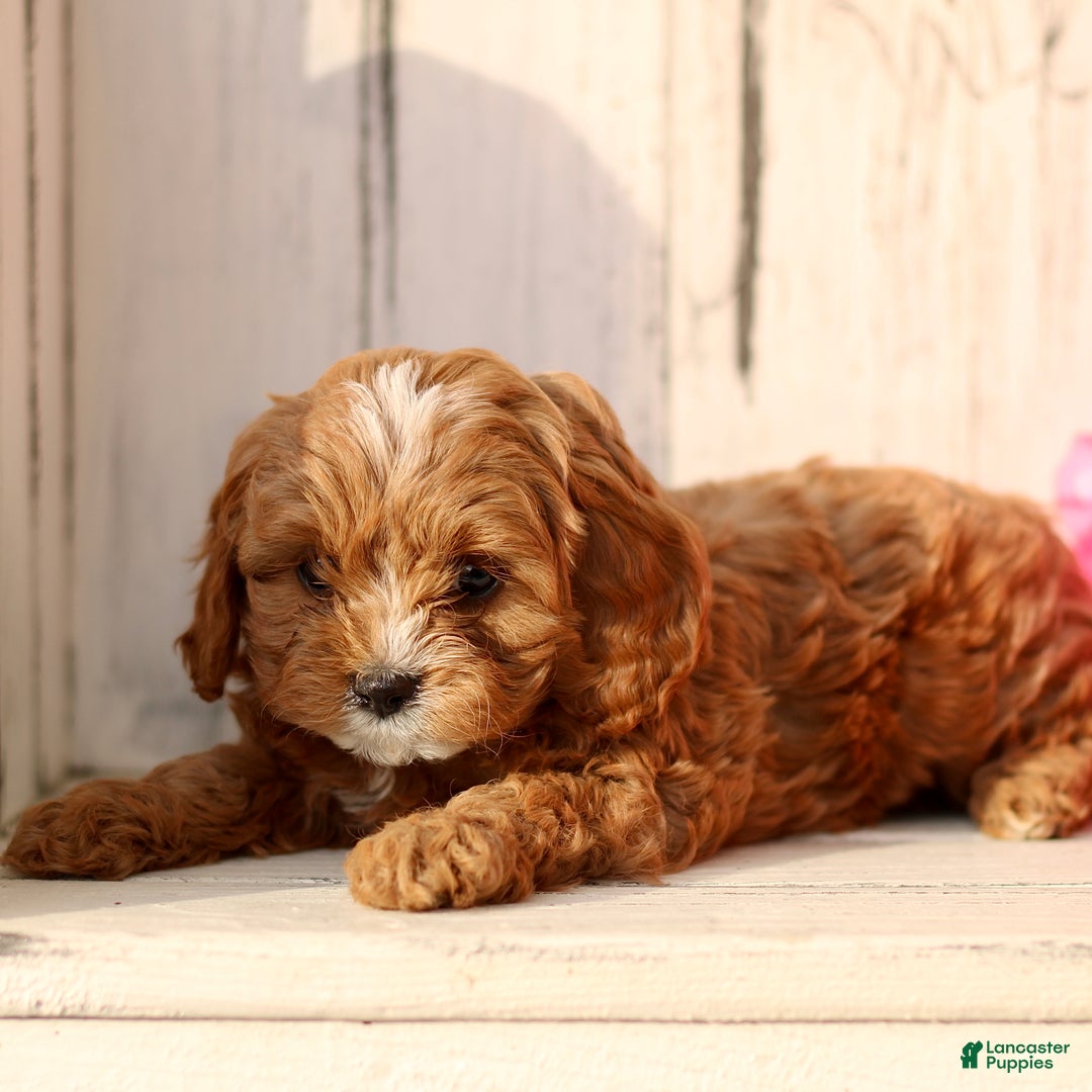Cavapoo dogs for sale: Dreamer  - Ad 1
