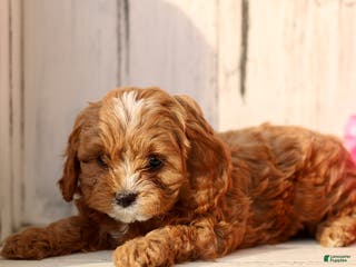 Cavapoo dogs Dreamer - Ad 22