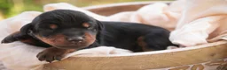 Doberman Pinscher dogs for sale: Isadora - Ad 1