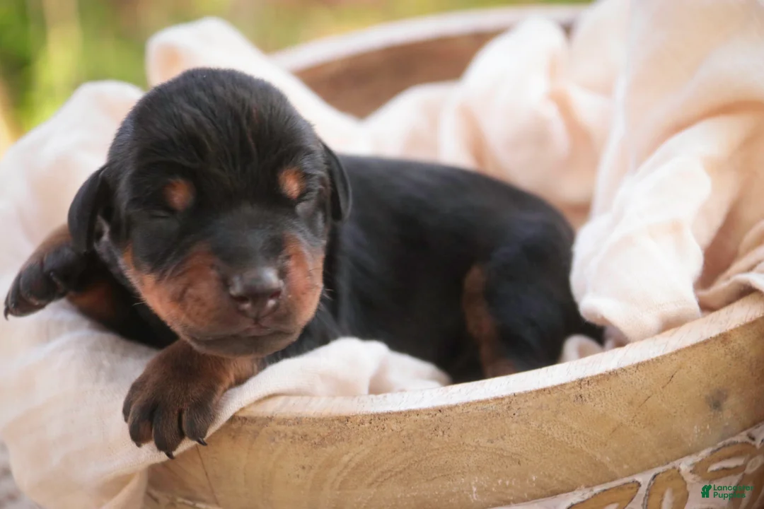 Doberman Pinscher dogs for sale: Isadora - Ad 1