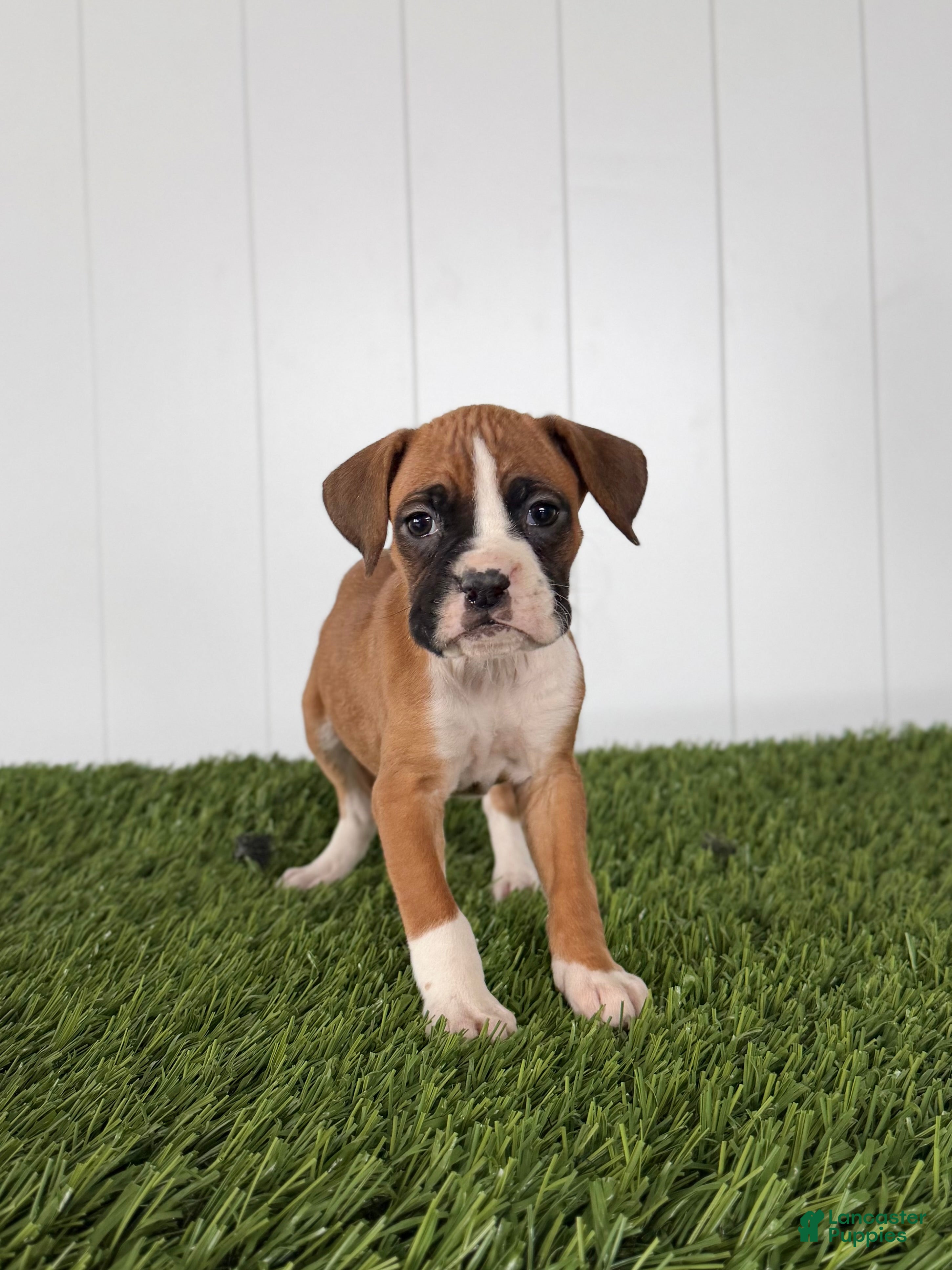 Boxer dogs Posey - Ad 1