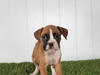 Boxer dogs for sale: Posey - Ad 4