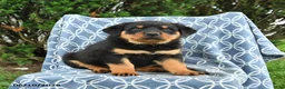 Rottweiler dogs for sale: Milo - Ad 3
