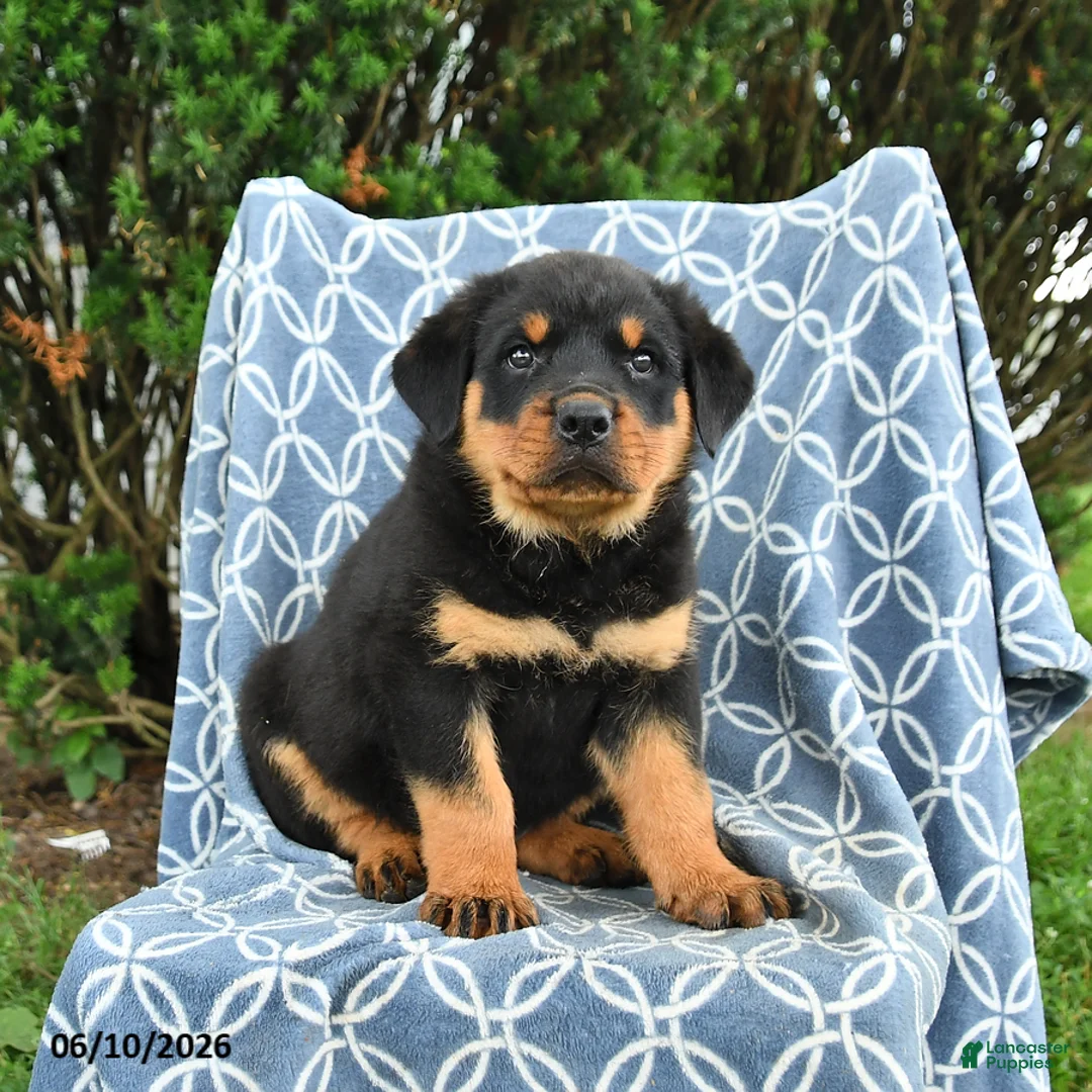 Rottweiler dogs for sale: Milo - Ad 3
