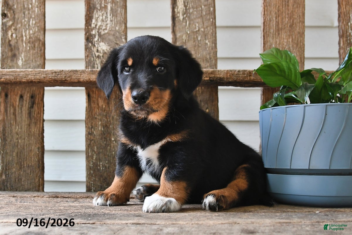 Mixed Breed dogs for sale: Aster - Ad 2
