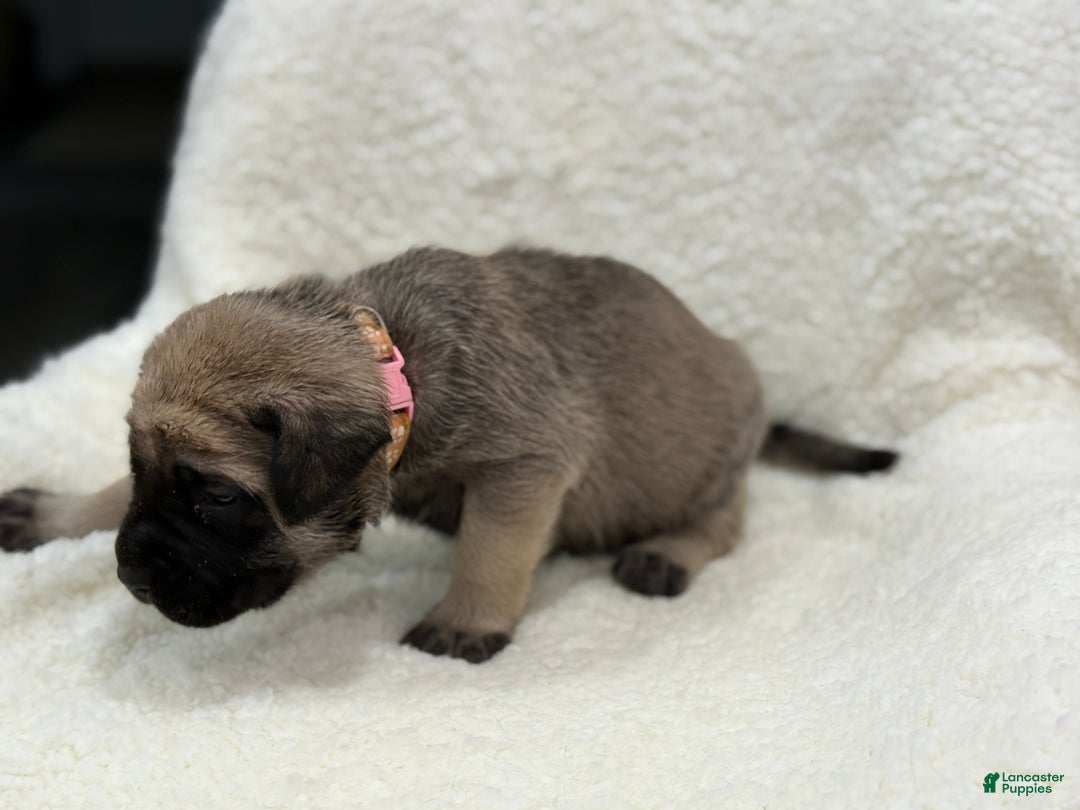 Old English Newborn English Mastiff Puppies Newborn Puppy One Day