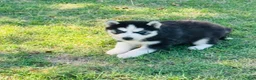 Siberian Husky dogs for sale: Siberian Husky 2 - Ad 9