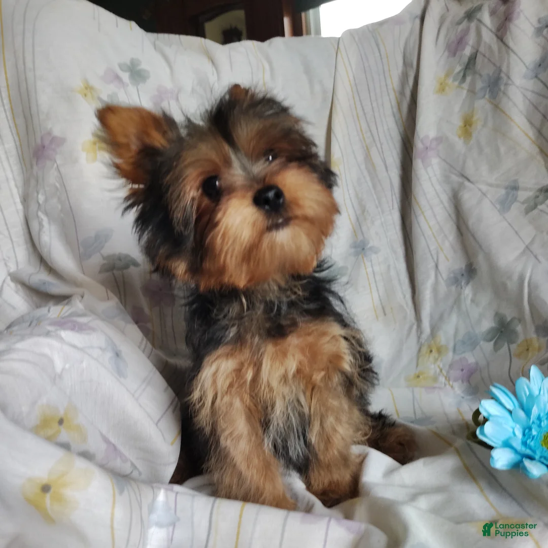 Yorkshire Terrier dogs for sale: Jude - Ad 2