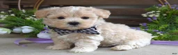 Maltipoo dogs for sale: Leo - Ad 9