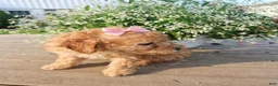 Toy Poodle dogs for sale: Goldie - Potty and Crate Trained - Ad 5