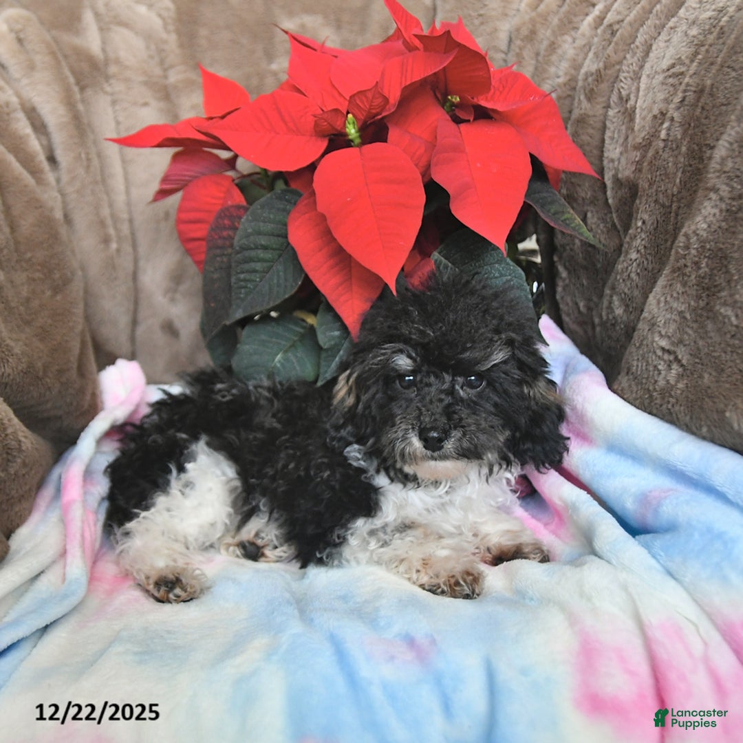 Toy Poodle dogs for sale: Kody - Ad 4