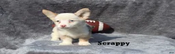 Welsh Corgi Pembroke dogs for sale: Scrappy - Ad 3