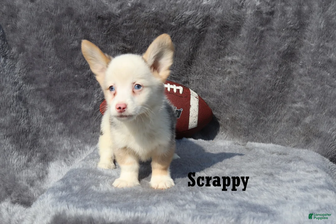 Welsh Corgi Pembroke dogs for sale: Scrappy - Ad 3
