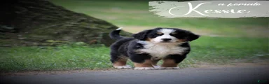 Bernese Mountain Dog 6